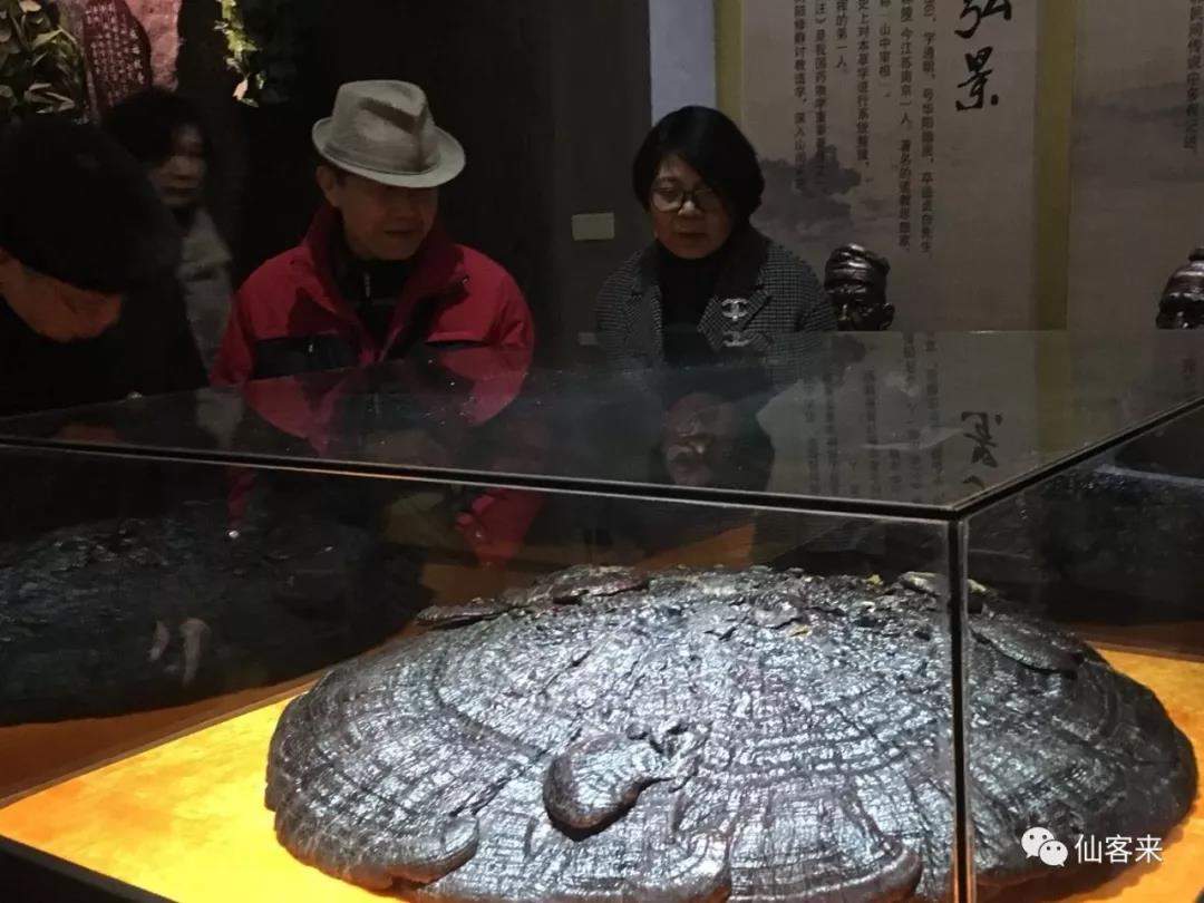 中國靈芝十大品牌|仙客來靈芝|仙客來靈芝破壁孢子粉|仙客來孢子油|仙客來靈芝飲片|仙客來破壁孢子粉|仙客來靈芝中藥飲片|馳名商標(biāo)|pureinfact.com|