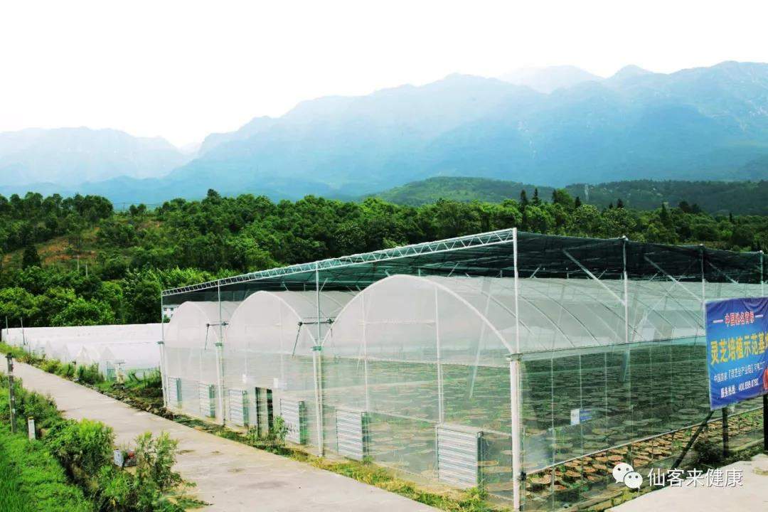 中國靈芝十大品牌|仙客來靈芝|仙客來靈芝破壁孢子粉|仙客來孢子油|仙客來靈芝飲片|仙客來破壁孢子粉|仙客來靈芝中藥飲片|馳名商標(biāo)|pureinfact.com|