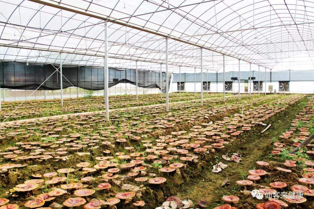 中國靈芝十大品牌|仙客來靈芝|仙客來靈芝破壁孢子粉|仙客來孢子油|仙客來靈芝飲片|仙客來破壁孢子粉|仙客來靈芝中藥飲片|馳名商標(biāo)|pureinfact.com|