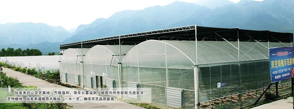 中國靈芝十大品牌|仙客來靈芝|仙客來靈芝破壁孢子粉|仙客來孢子油|仙客來靈芝飲片|仙客來破壁孢子粉|仙客來靈芝中藥飲片|馳名商標(biāo)|pureinfact.com|