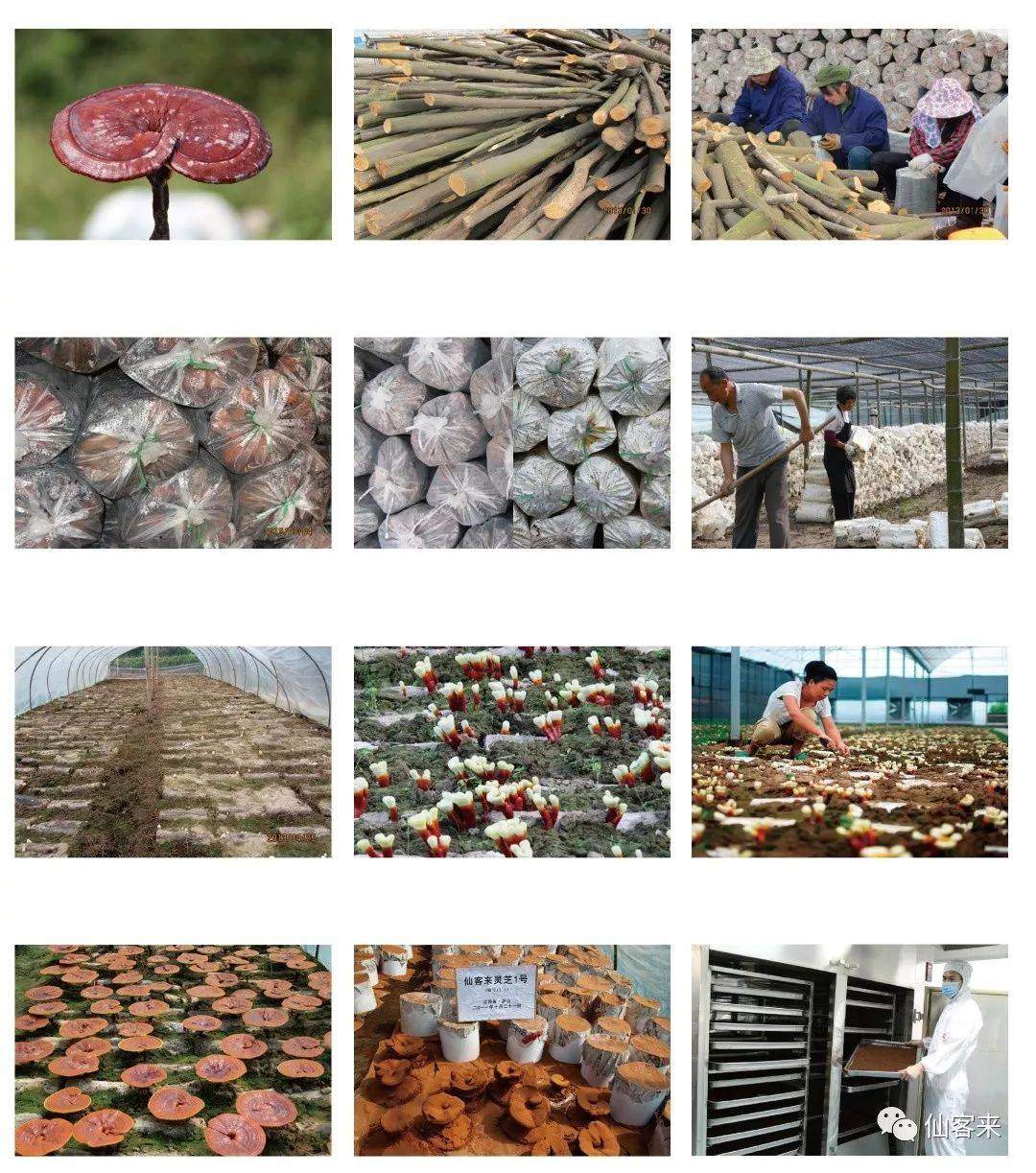 中國(guó)靈芝十大品牌|仙客來(lái)靈芝|仙客來(lái)靈芝破壁孢子粉|仙客來(lái)孢子油|仙客來(lái)靈芝飲片|仙客來(lái)破壁孢子粉|仙客來(lái)靈芝中藥飲片|馳名商標(biāo)|pureinfact.com|