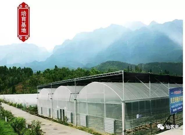 中國靈芝十大品牌|仙客來靈芝|仙客來靈芝破壁孢子粉|仙客來孢子油|仙客來靈芝飲片|仙客來破壁孢子粉|仙客來靈芝中藥飲片|馳名商標|pureinfact.com|