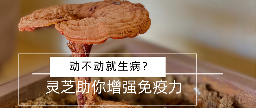 杭州亞運(yùn)會(huì)官方靈芝產(chǎn)品供應(yīng)商|杭州亞運(yùn)會(huì)官方供應(yīng)商|中國靈芝十大品牌|仙客來靈芝|仙客來靈芝破壁孢子粉|仙客來孢子油|仙客來靈芝飲片|仙客來破壁孢子粉|靈芝孢子油|孢子粉|靈芝破壁孢子粉|靈芝|中華老字號(hào)